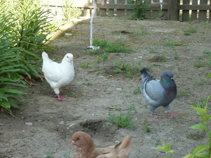 Picture 020