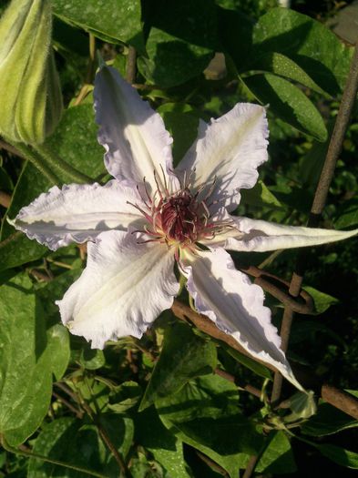 Marie Boisselot - 2013 clematis