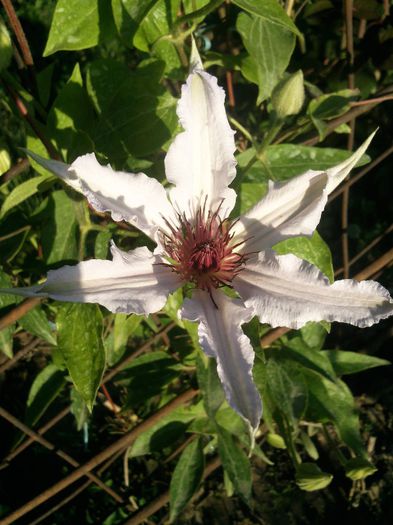 Photo1214 - 2013 clematis