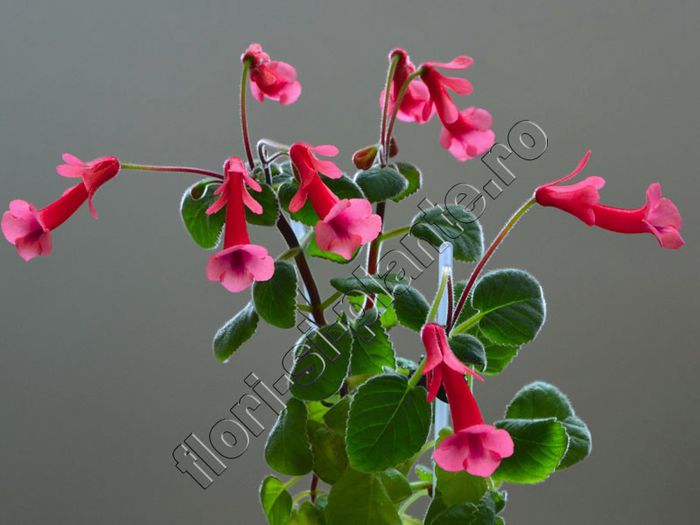 Sinningia Gabriel s Horn - GLOXINIA _ SINNINGIA