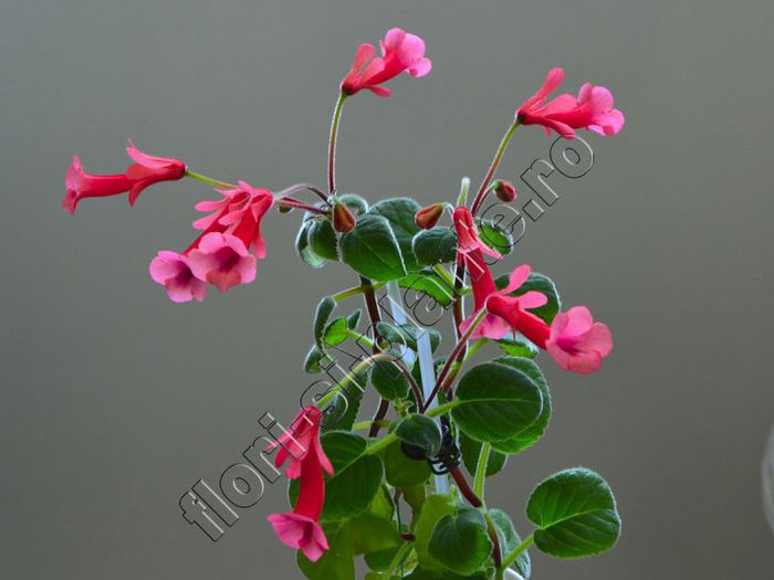 Sinningia Gabriel s Horn - GLOXINIA _ SINNINGIA