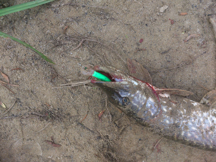 Pike with SanHun lure - Capturi voblere Artistul Pescar