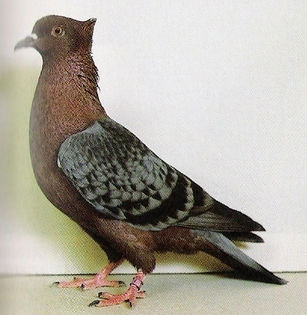 230 - Pt Admiratorii rasei 1