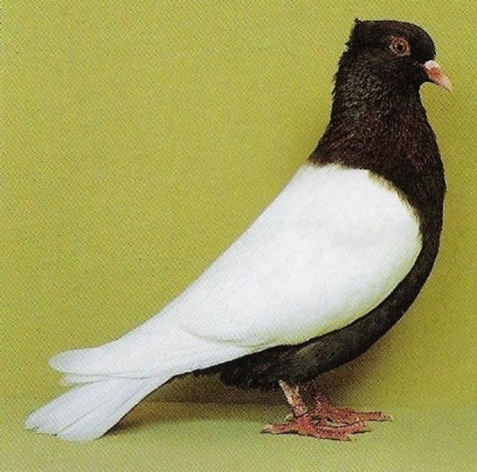 232 - Pt Admiratorii rasei 1