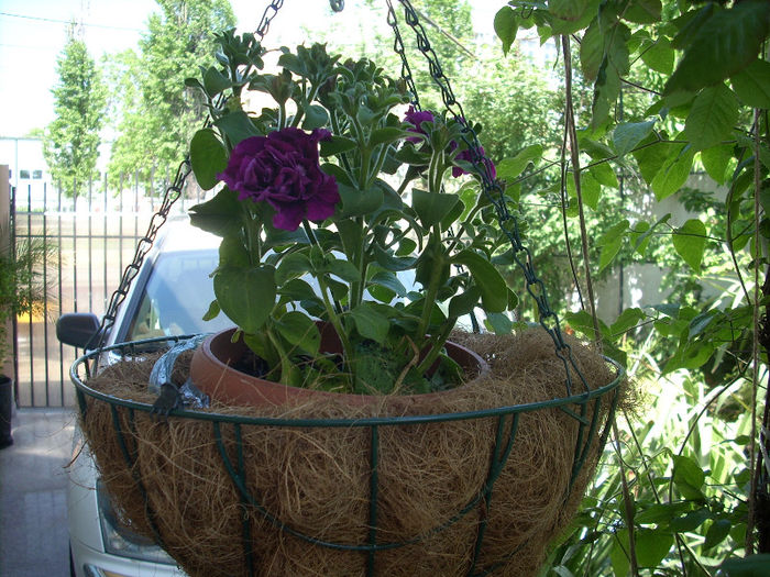 DSCN2166[1] - primavara 2013