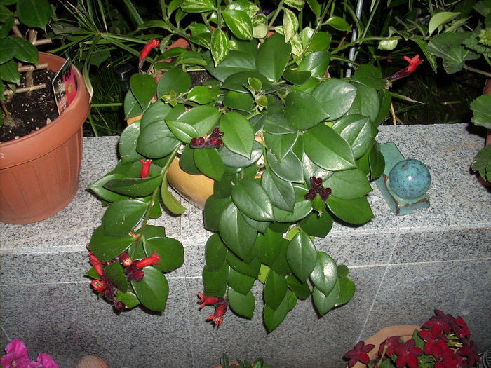 aeschynanthus