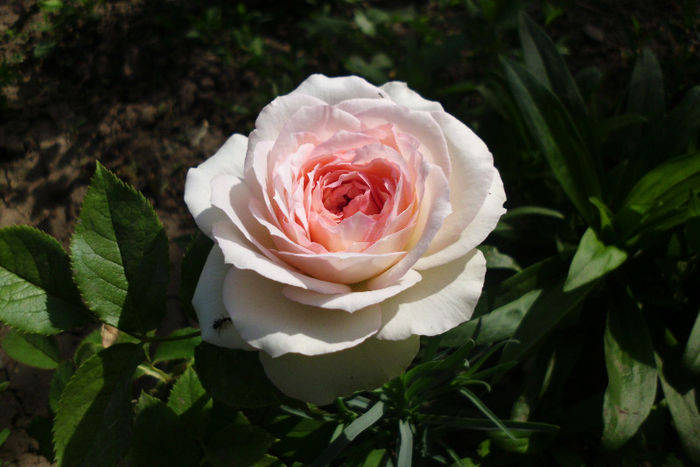 eden rose - Trandafiri si clematite 2013
