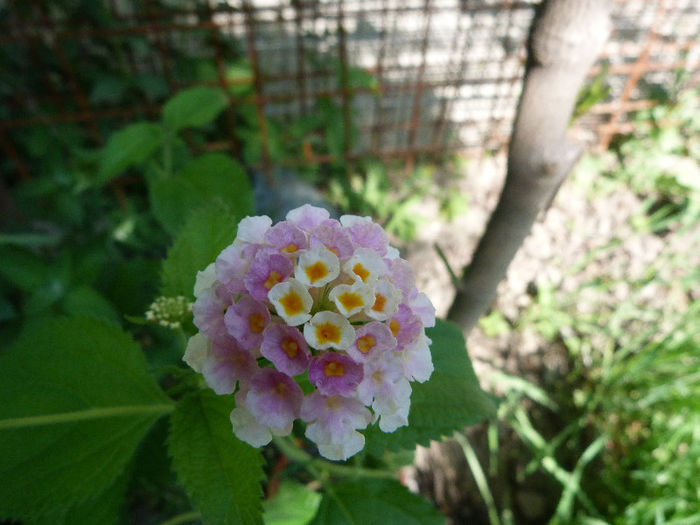 Lantana - Flori 2013