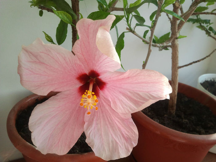 Hibi_Cairo Pink - Hibiscusii - pasiunea mea