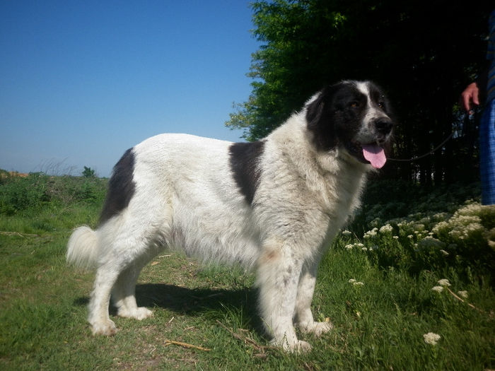 P1030556 - 1_Bianca de Mihailesti