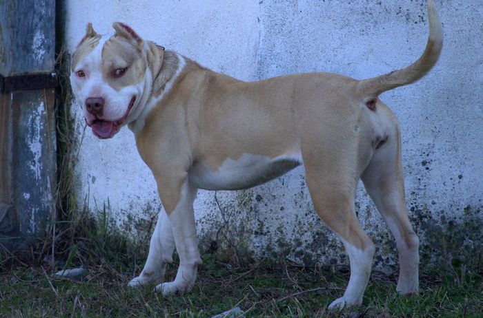 DSC_6500 - AMSTAFF SASHA