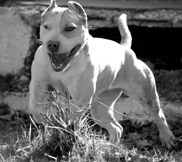 DSC_6791 - AMSTAFF SASHA