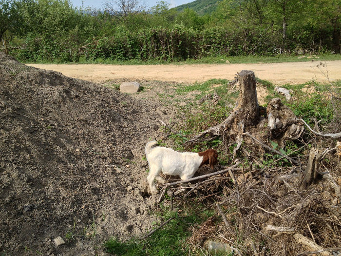 poze may 2013 012 - Tapi boer de vanzare