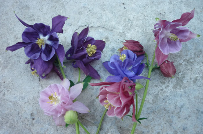 4 culori - Aquilegia - caldarusa