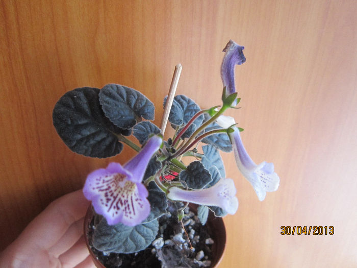 country crocus
