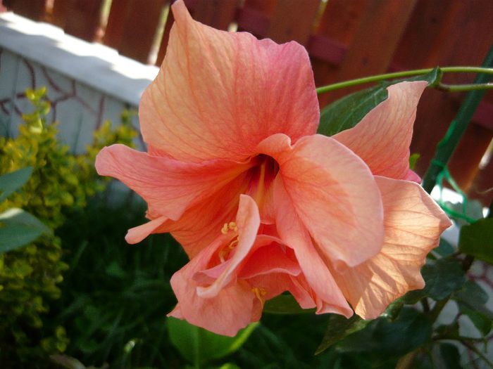 2 - x 2013 Hibiscus rosa sinesis