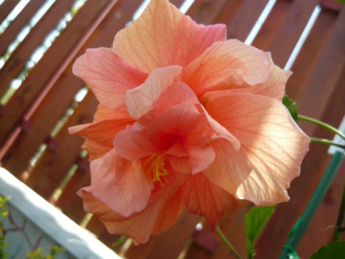 Picture 2074 - x 2013 Hibiscus rosa sinesis