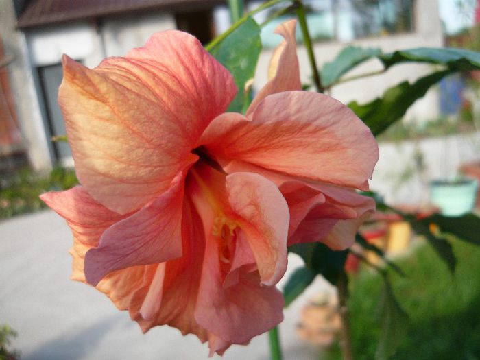 Picture 2083 - x 2013 Hibiscus rosa sinesis