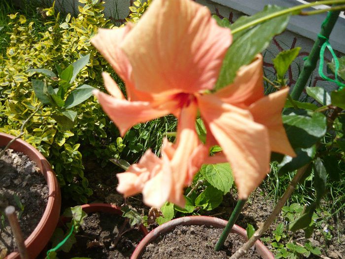 Picture 2085 - x 2013 Hibiscus rosa sinesis