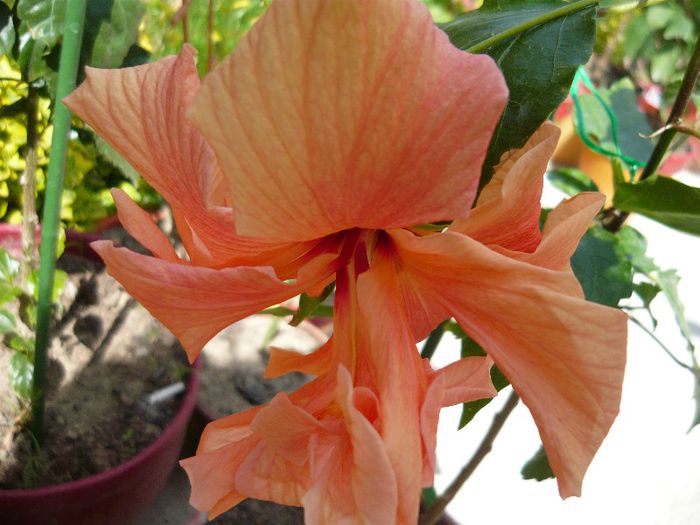 Picture 2087 - x 2013 Hibiscus rosa sinesis