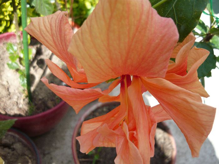 Picture 2088 - x 2013 Hibiscus rosa sinesis