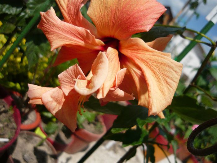 Picture 2089 - x 2013 Hibiscus rosa sinesis