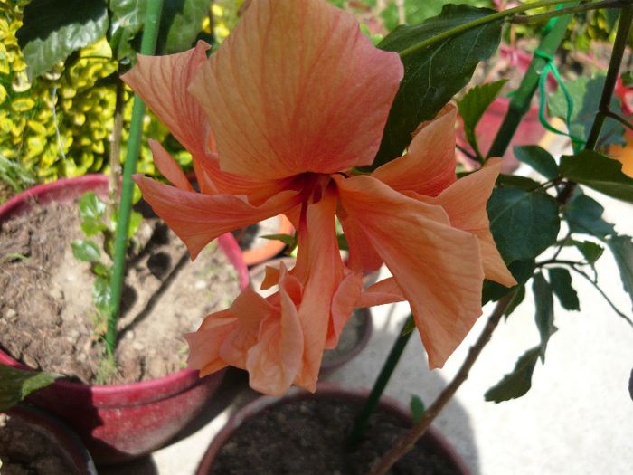 Picture 2090 - x 2013 Hibiscus rosa sinesis