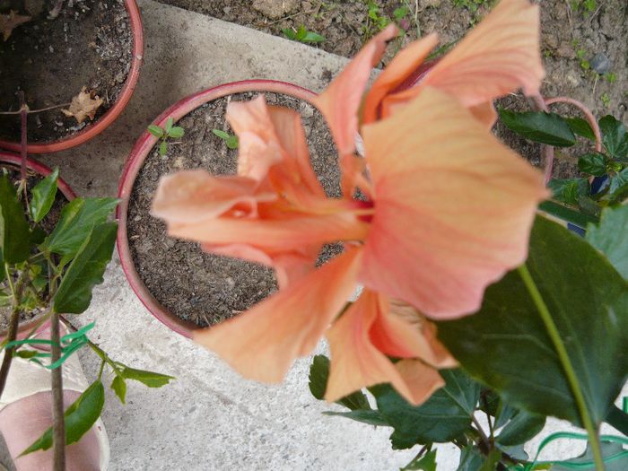 Picture 2097 - x 2013 Hibiscus rosa sinesis