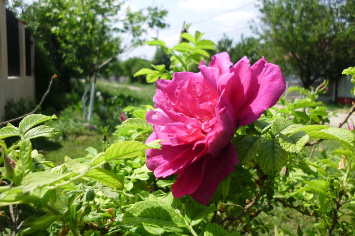rosa damascena - Trandafiri si clematite 2013