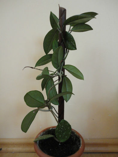 Hoya Carnosa - Alte plante