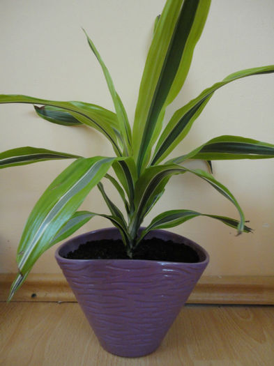 Dracaena