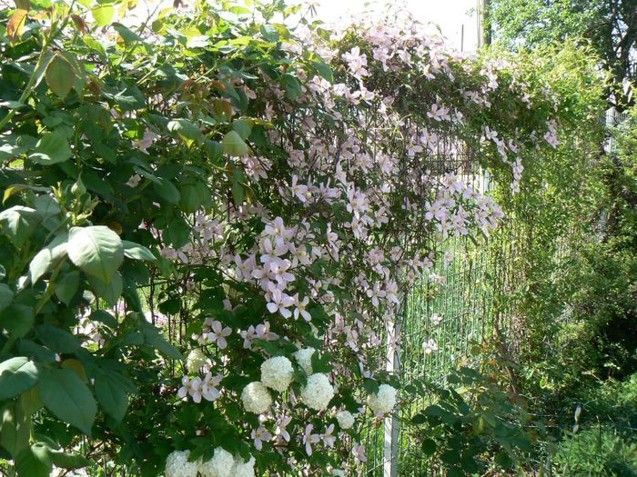 clematis montana