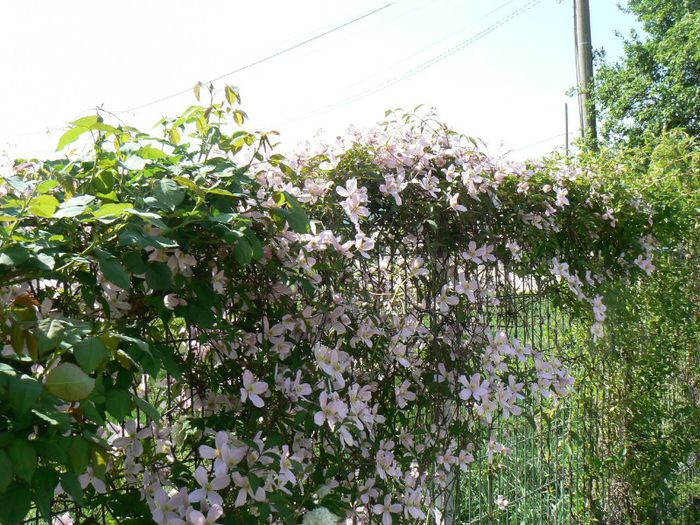clematis montana