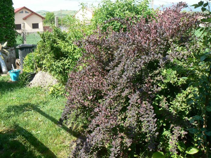 berberis - Gradina 2013