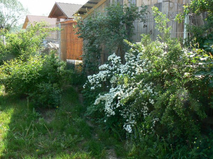 P1200163 - Gradina 2013