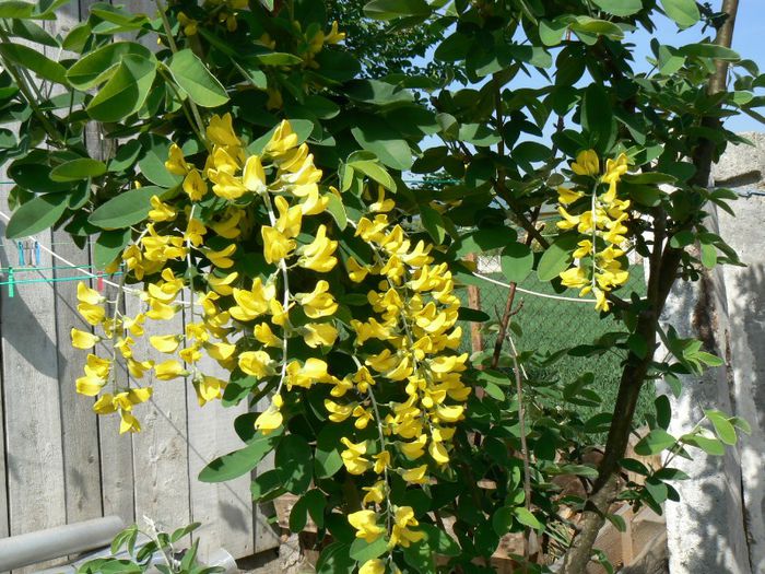 laburnum