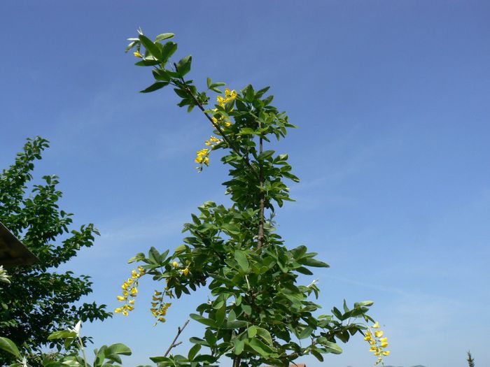 laburnum - Gradina 2013