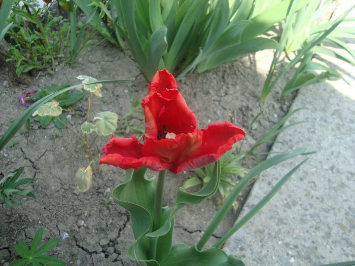DSC04447