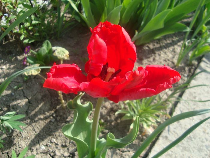 DSC04460 - LALELE-2013