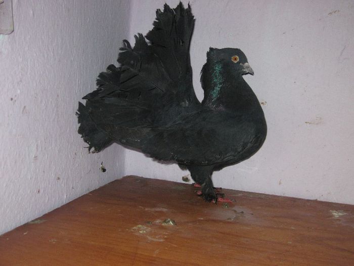 532 - PORUMBEI VINDUTI