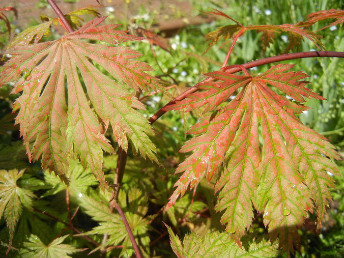 Acer palmatum Ariadne (2013, May 07)