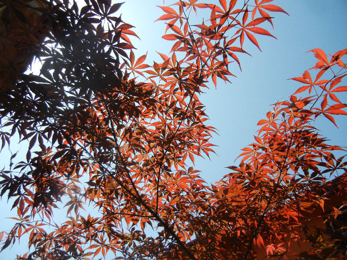 Acer palmatum Bloodgood (2013, May 06)