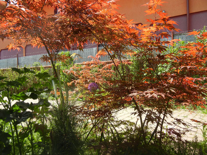 Acer palmatum Bloodgood (2013, May 06) - Acer palmatum Bloodgood