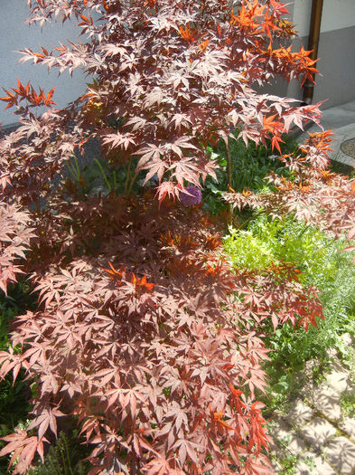 Acer palmatum Bloodgood (2013, May 07) - Acer palmatum Bloodgood