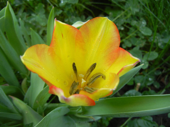 Tulipa Florette (2013, May 07) - Tulipa Florette