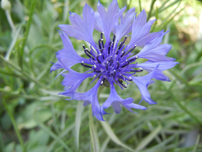 Centaurea cyanus Blue (2013, May 07)