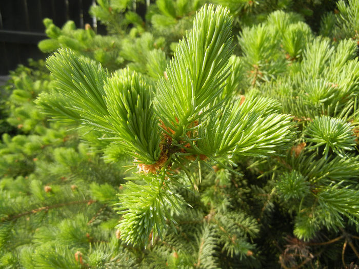 Picea abies (2013, May 05)