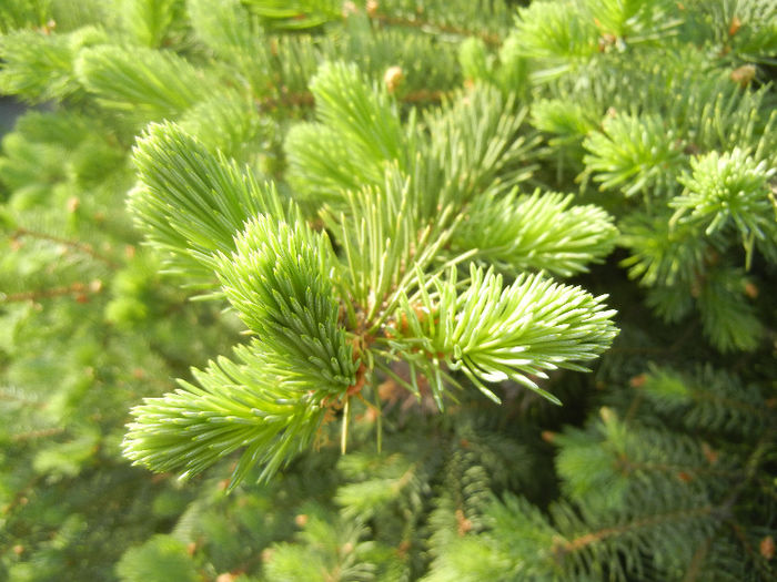 Picea abies (2013, May 05)