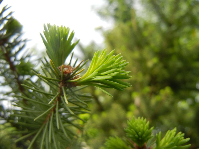 Picea abies_Molid (2012, May 05)