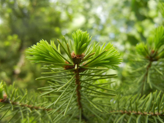 Picea abies_Molid (2012, May 05) - Picea abies 2010
